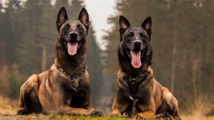 Similar Youtubers to Life with our Belgian Malinois American Akita